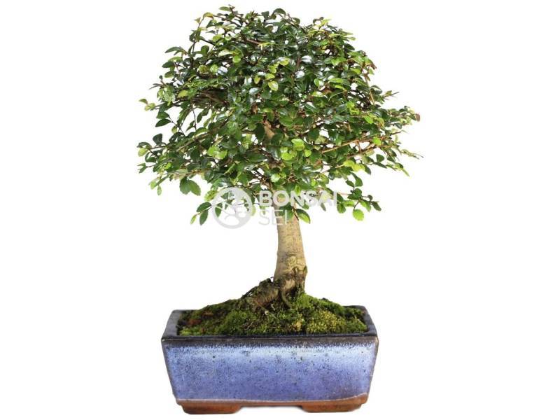 oveja ansiedad desastre Cómo cuidar un bonsái y cuáles son los más resistentes | Hogar y jardín