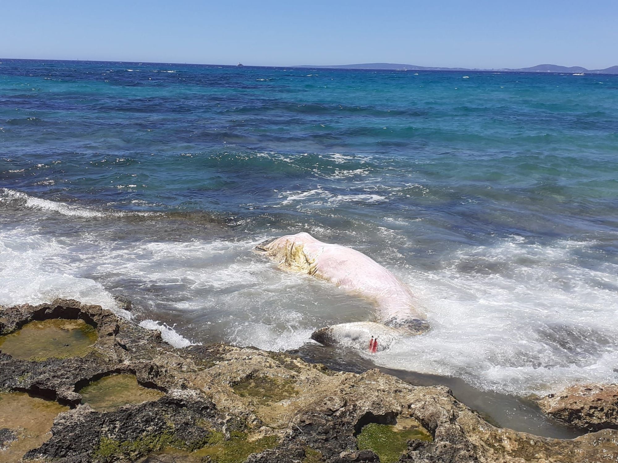 El cadver del cachalote, en aguas de Mallorca