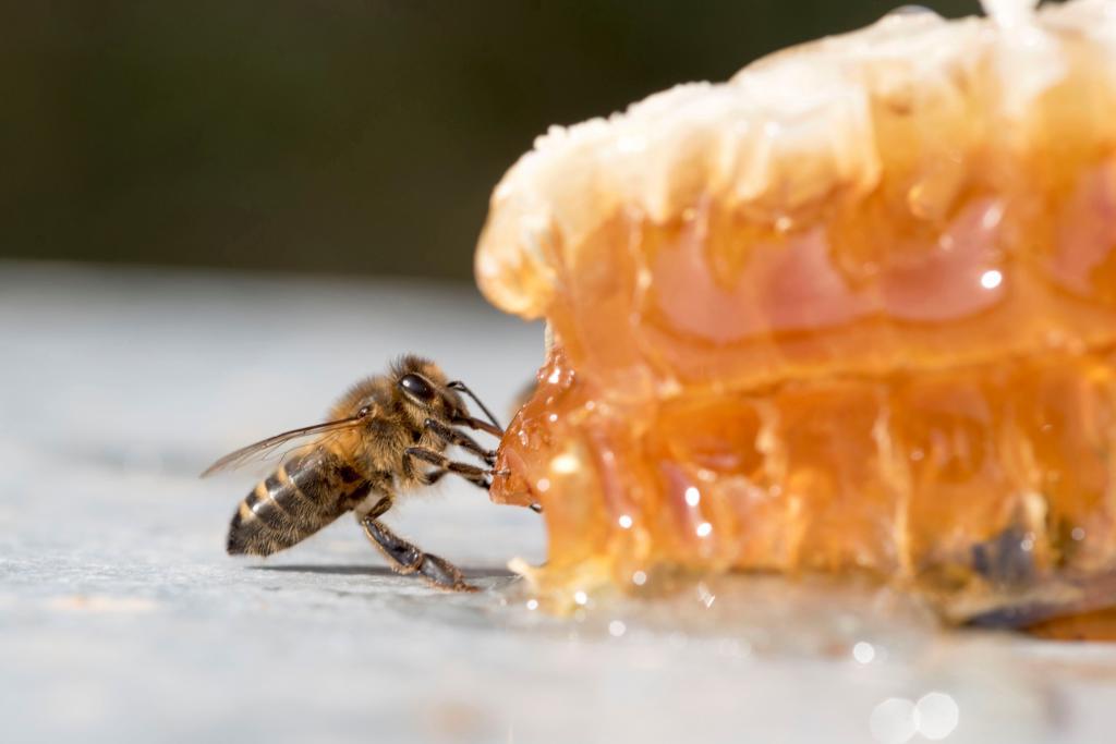 La precarizacin del apicultor: la amenaza 'oculta' para las abejas de la miel