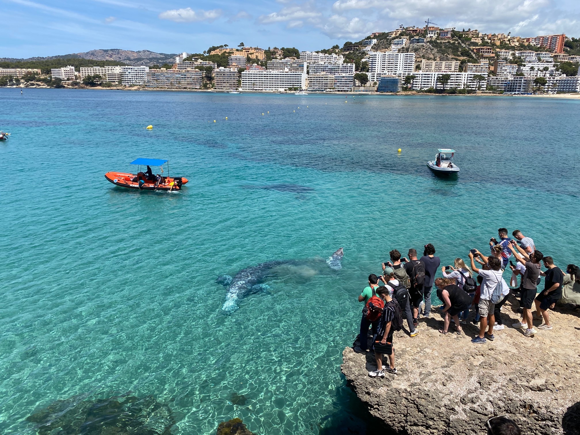 Un grupo de curiosos fotografiando al cetáceo en Santa Ponça.
