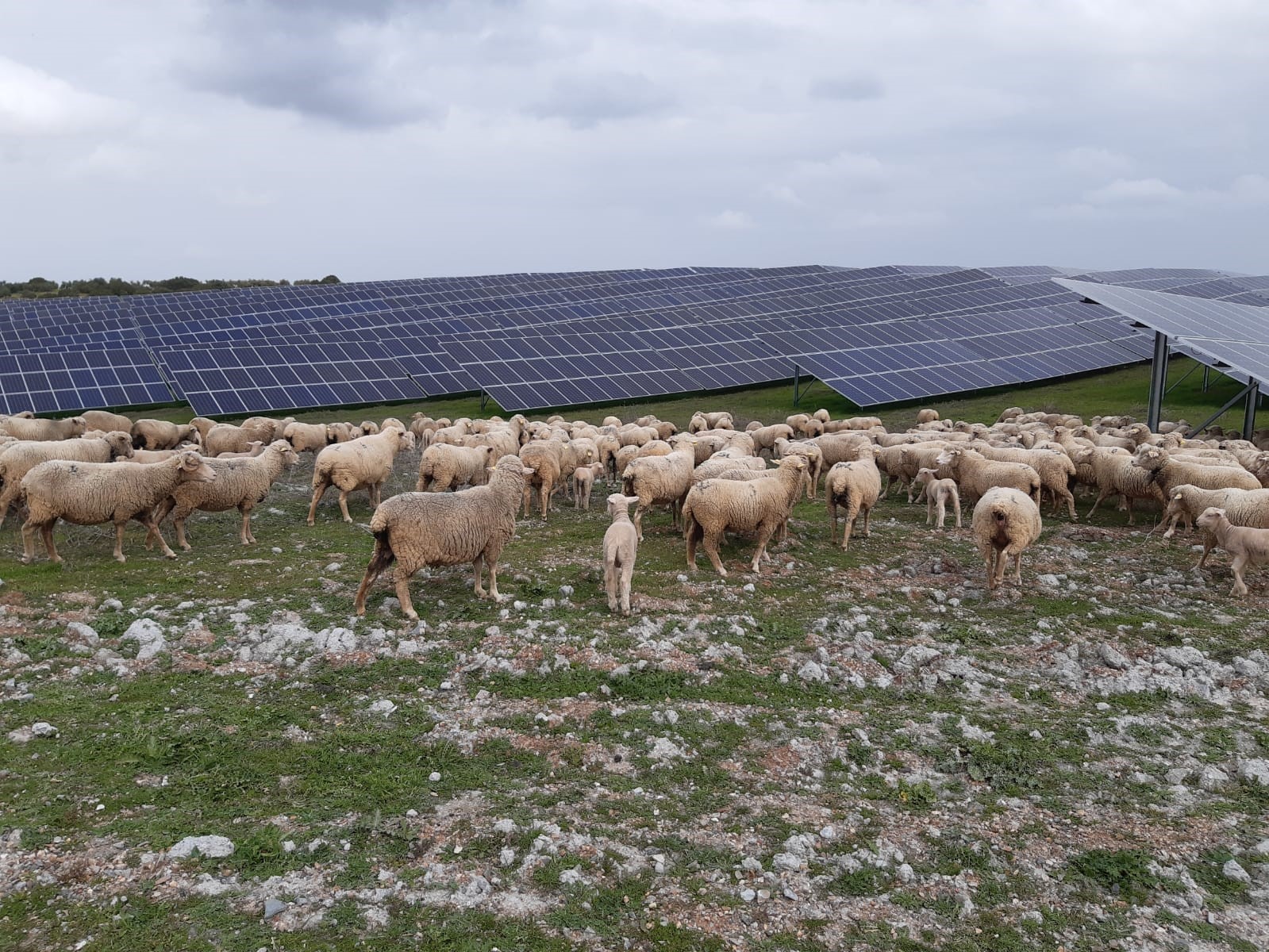 Un rebao de ovejas pastando junto a una instalacin de energa solar.