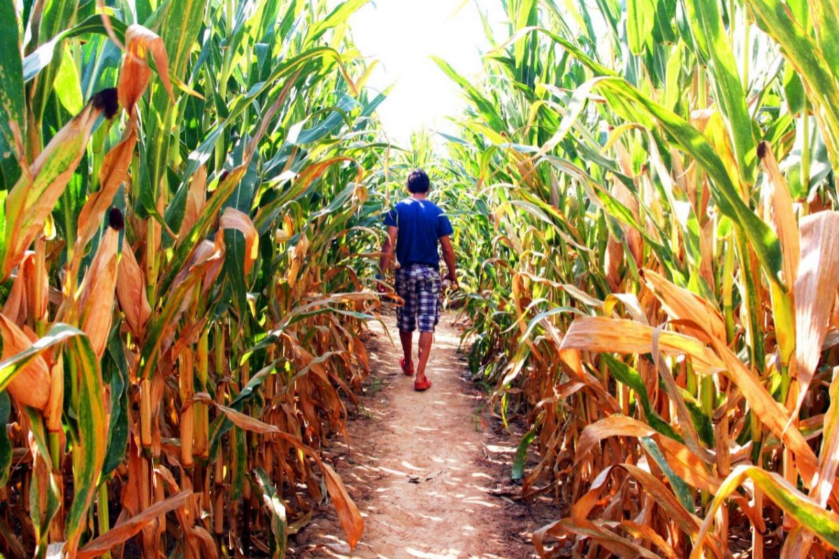Un enorme campo de maíz, así es el laberinto de Blat de Moro.