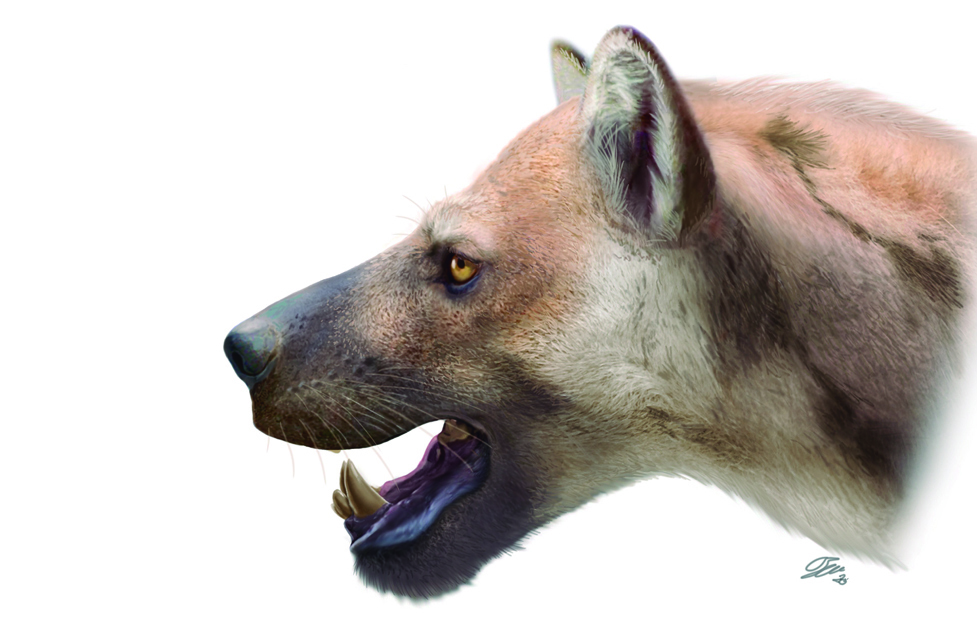 Reconstruccin del aspecto del 'Ammitocyon kainos', conocido como 'perro-oso'.