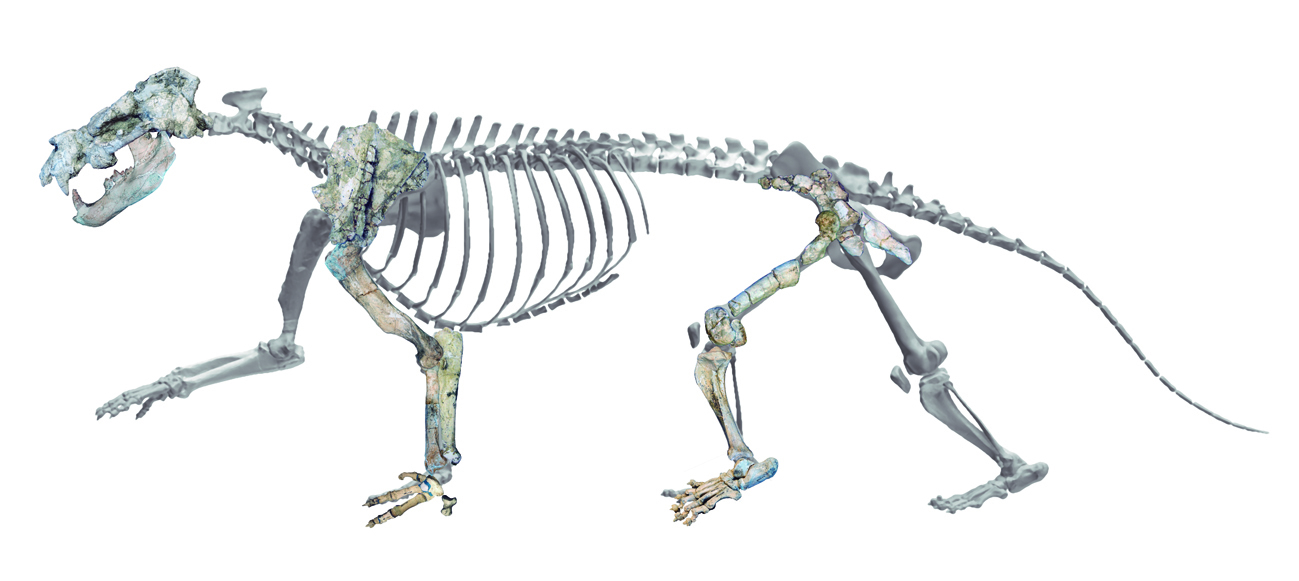 Reconstruccin del esqueleto de 'Ammitocyon kainos'.