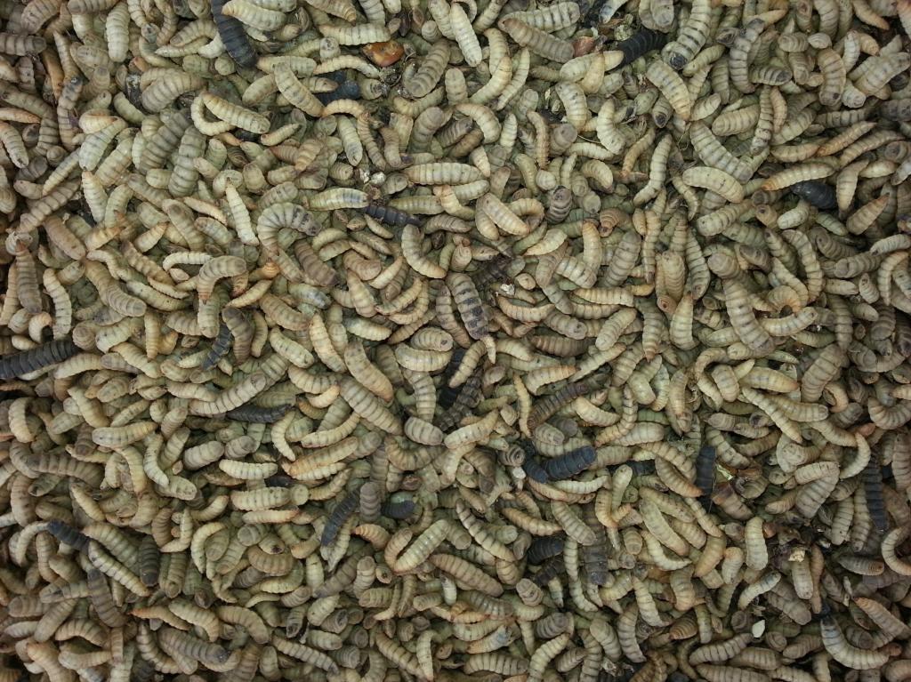 Larvas de mosca soldado
