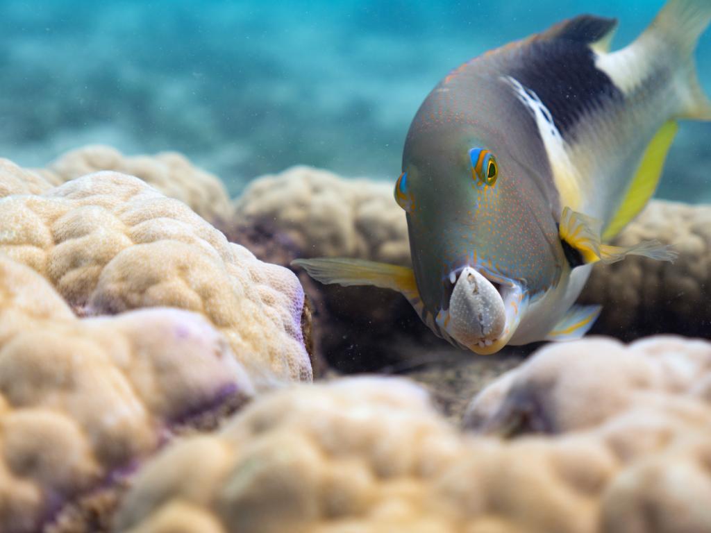 Un pez en la Gran Barrera de Coral australiana.