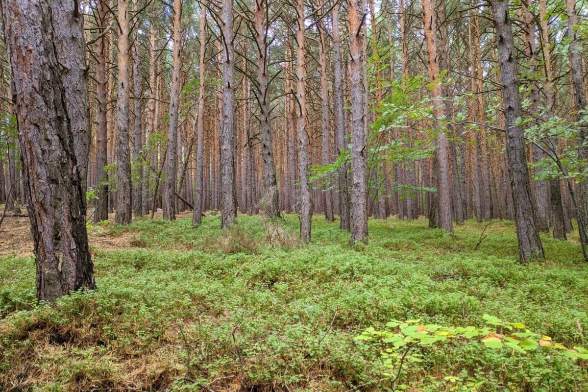 Bosques del Parque Natural del Moncayo.