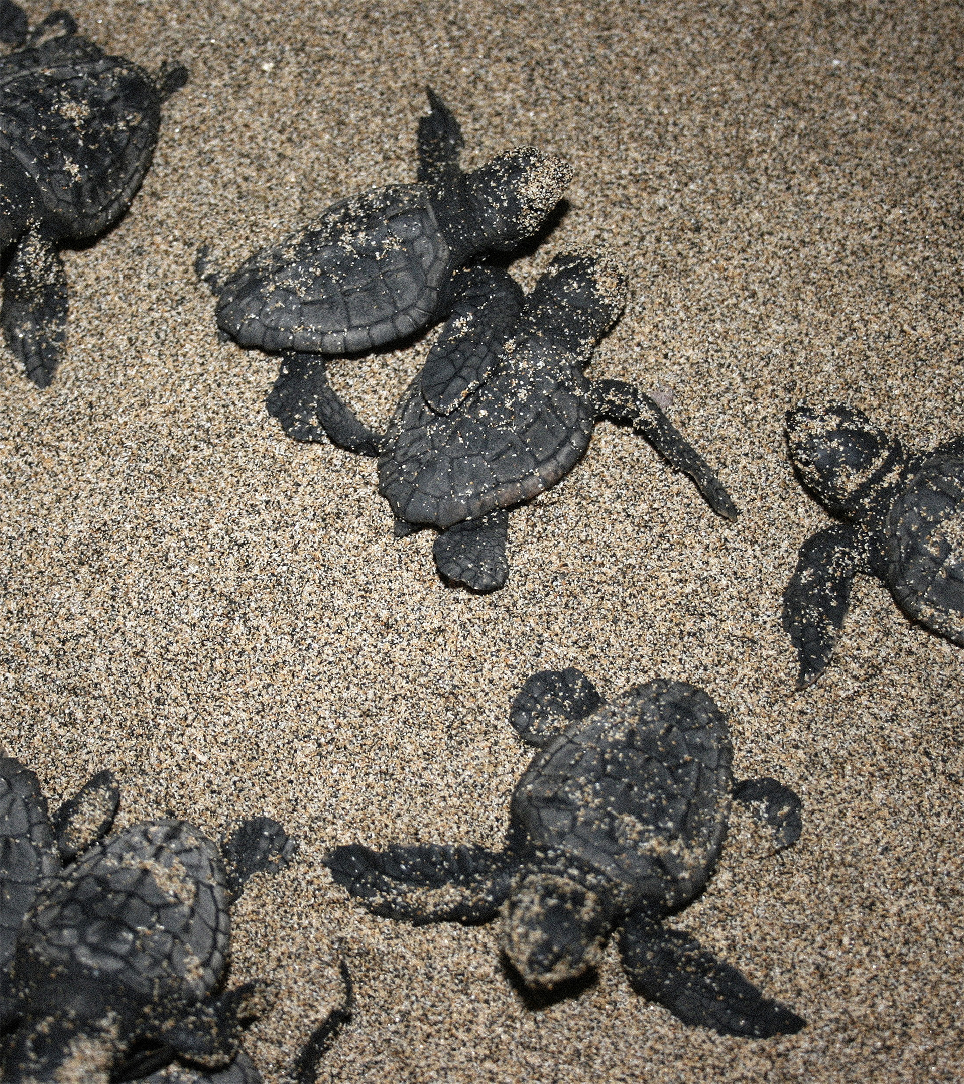 Tortugas recin nacidas en la playa de Cofete