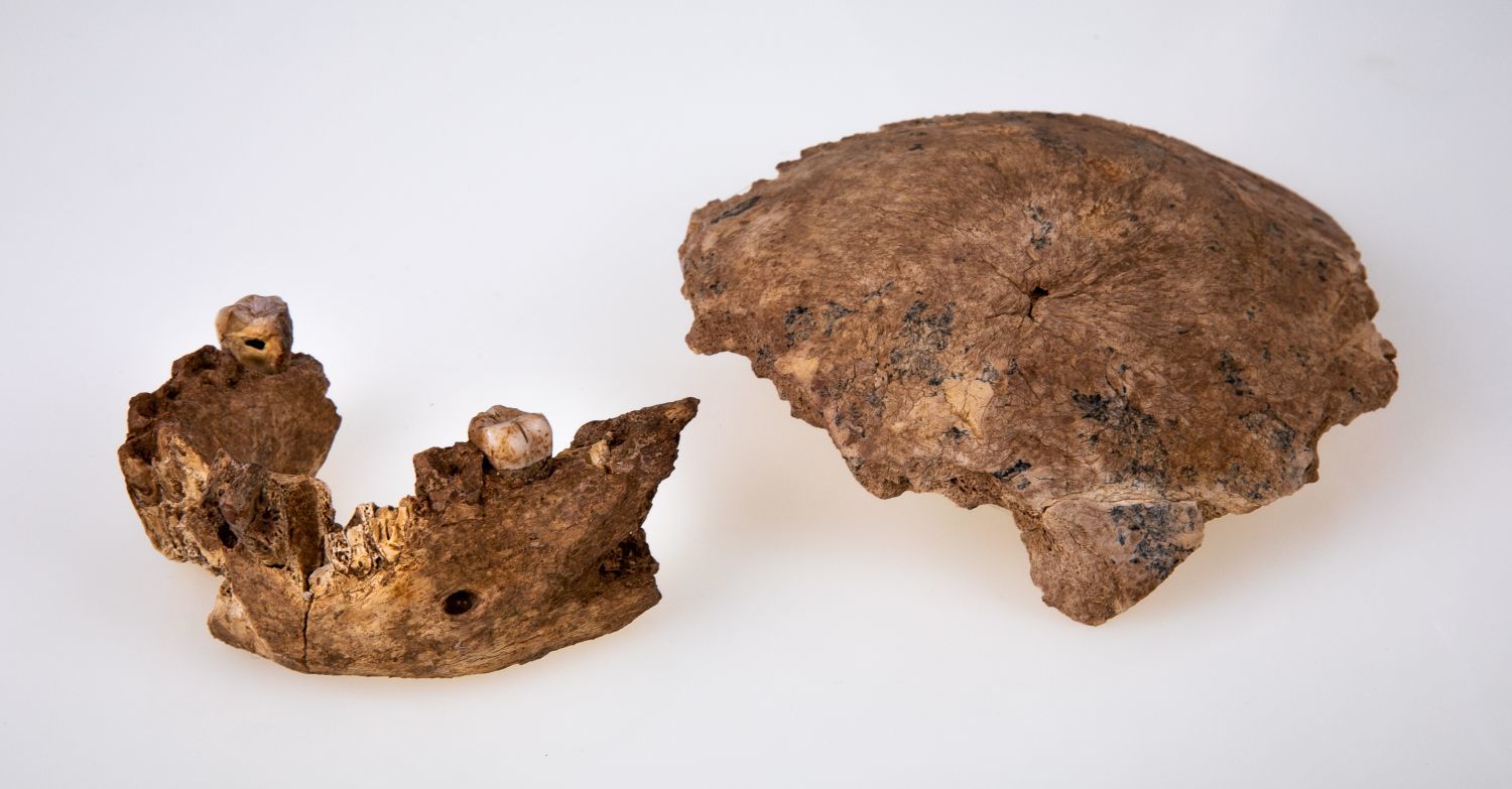 Fragmentos del cráneo y la mandíbula del Homo de Nesher Ramla, la especie hallada en Israel