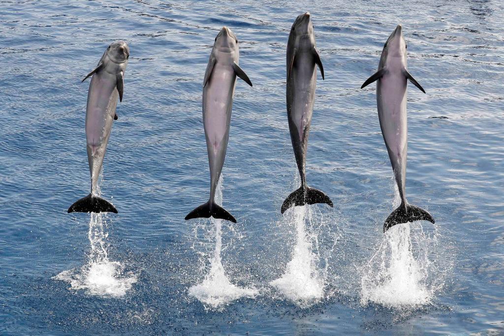 Exhibición de delfines en el Oceanogràfic.