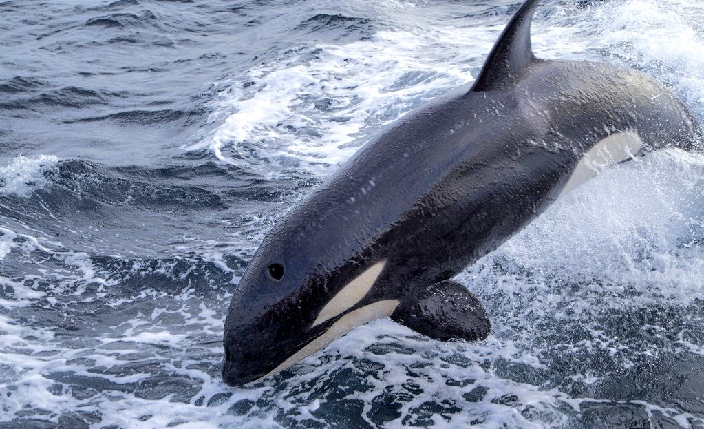 Foto de archivo de una orca.