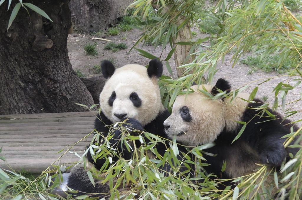 Cras de oso panda gigante en el Zoo Aquarium de Madrid.