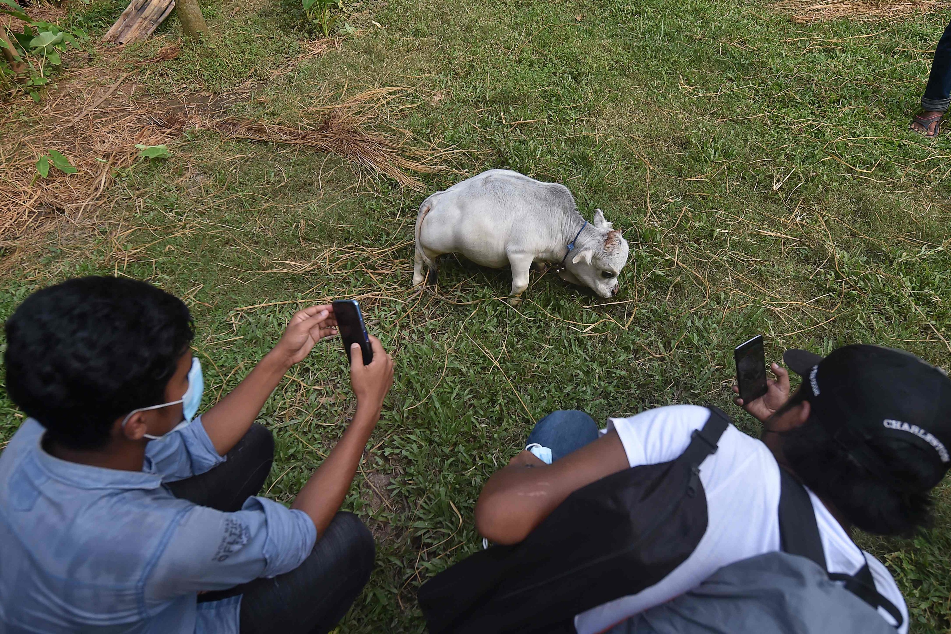 Una vaca enana llamada Rani (abajo), cuyos propietarios solicitaron al Libro Guinness de los Rcords que fuera la vaca ms pequea del mundo, camina junto a una cabra en una granja de ganado en Charigram, a unos 25 km de Savar.
