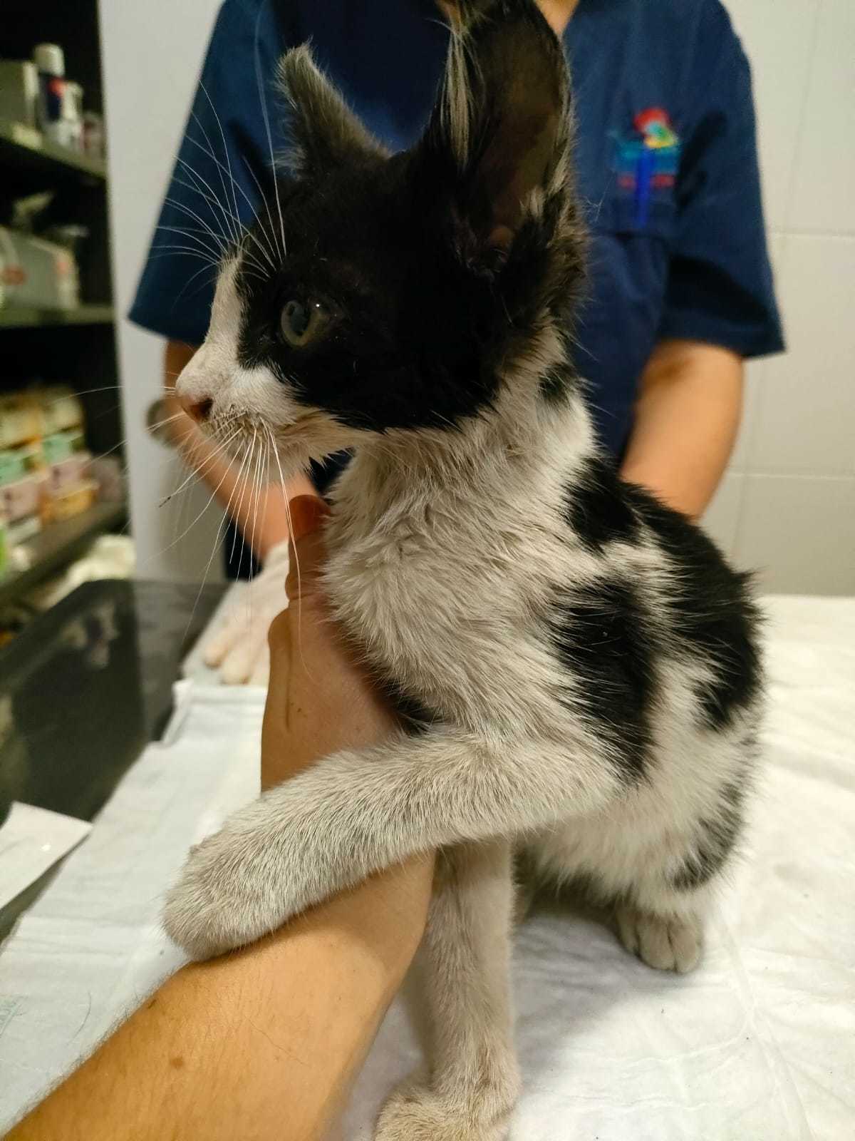 Un felino de una colonia de Castelln en una clnica veterinaria