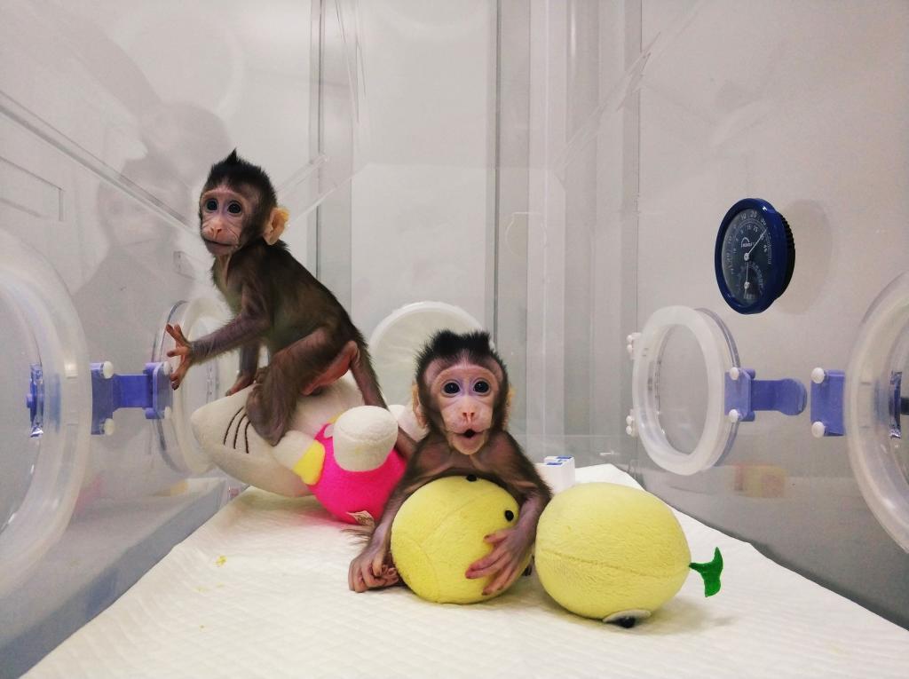 China informa de la primera muerte de un humano por el raro virus del mono B  | Salud