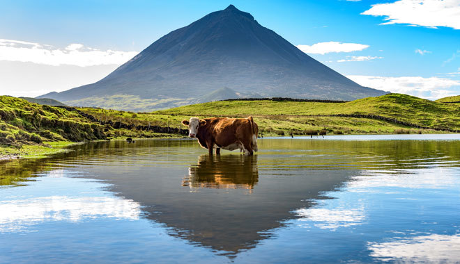 Dicen que en las Azores hay más vacas que habitantes.