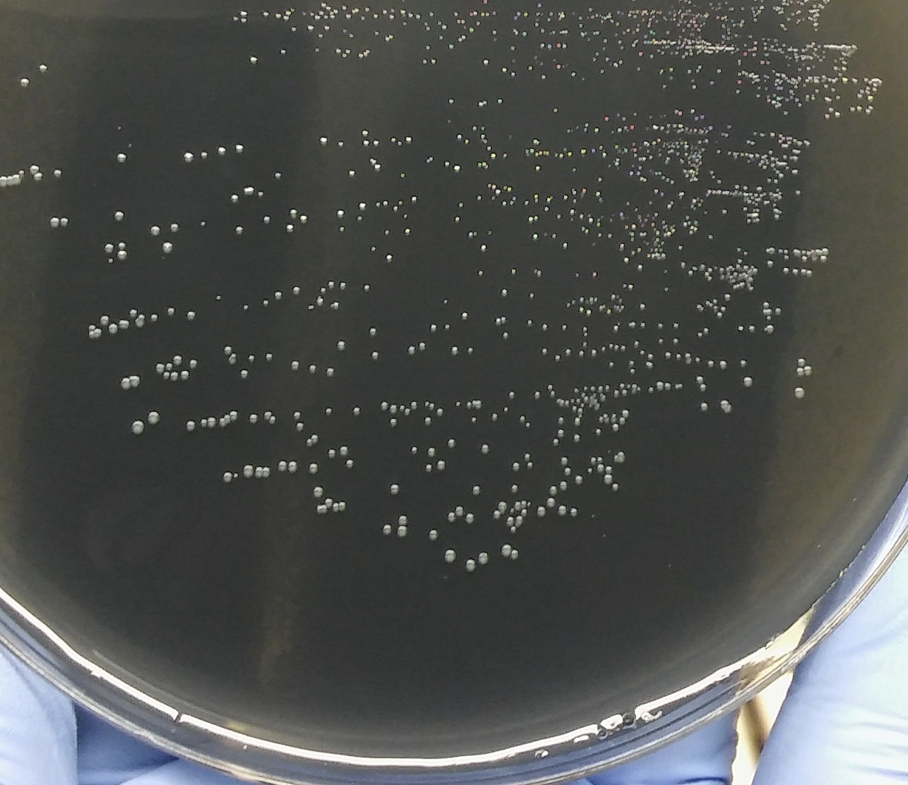 La bacteria 'Xylella fastidiosa' en el laboratorio