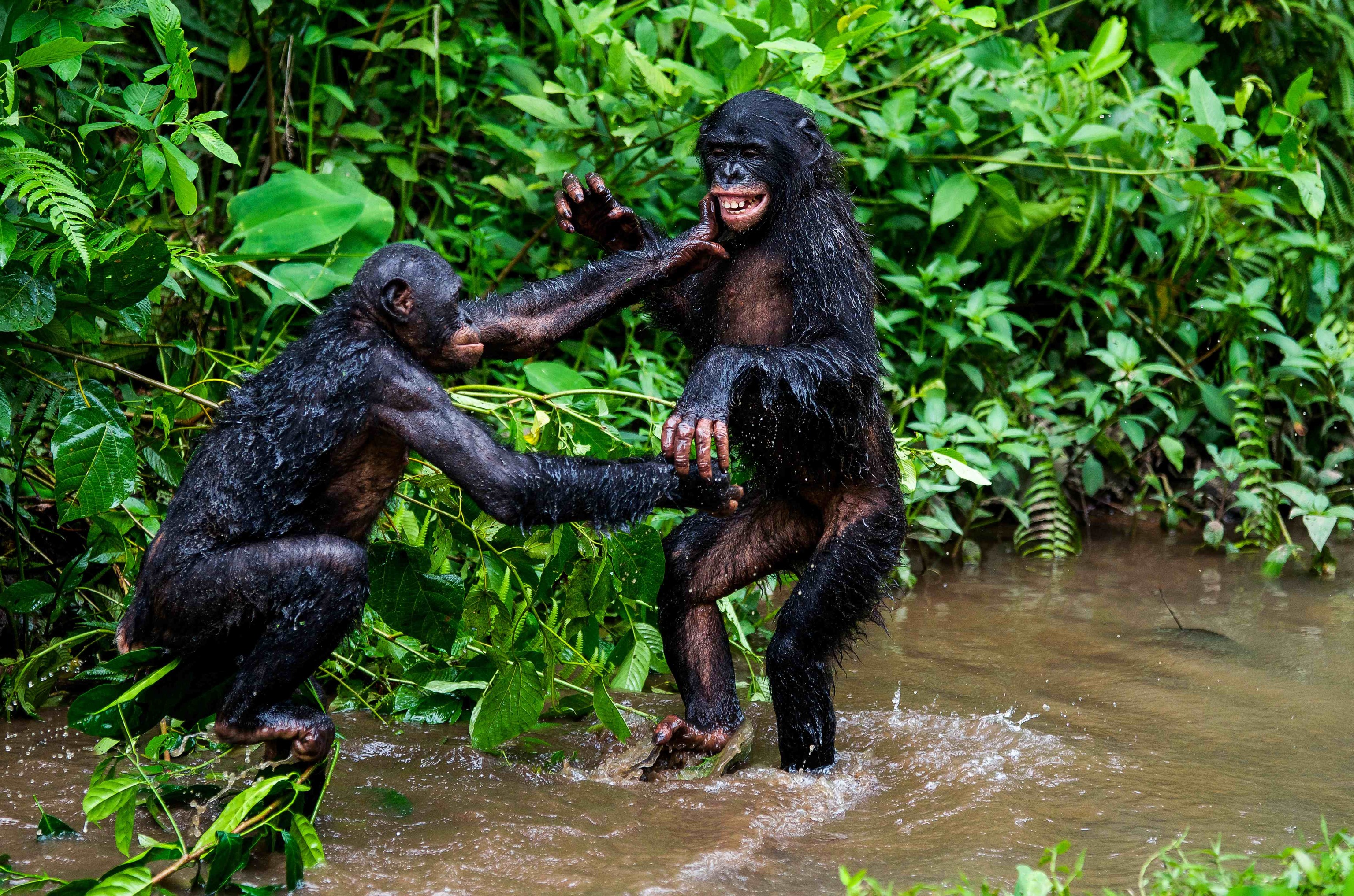 Bonobos jugando