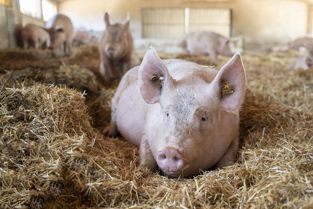 Cerdos en una granja en Lérida