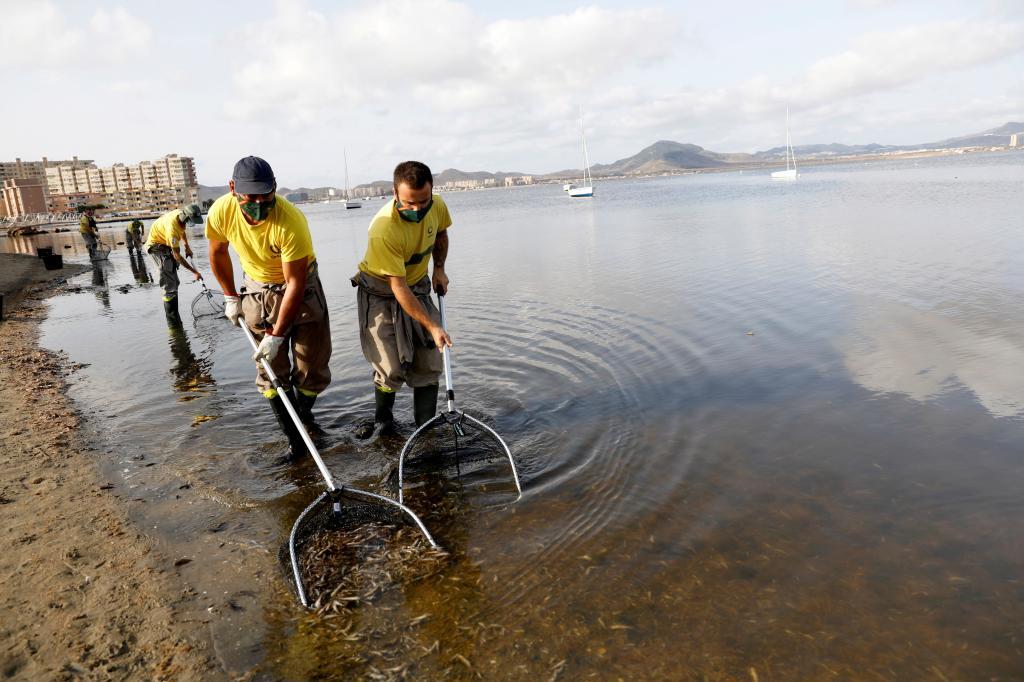 Operarios retiran peces muertos del Mar Menor.