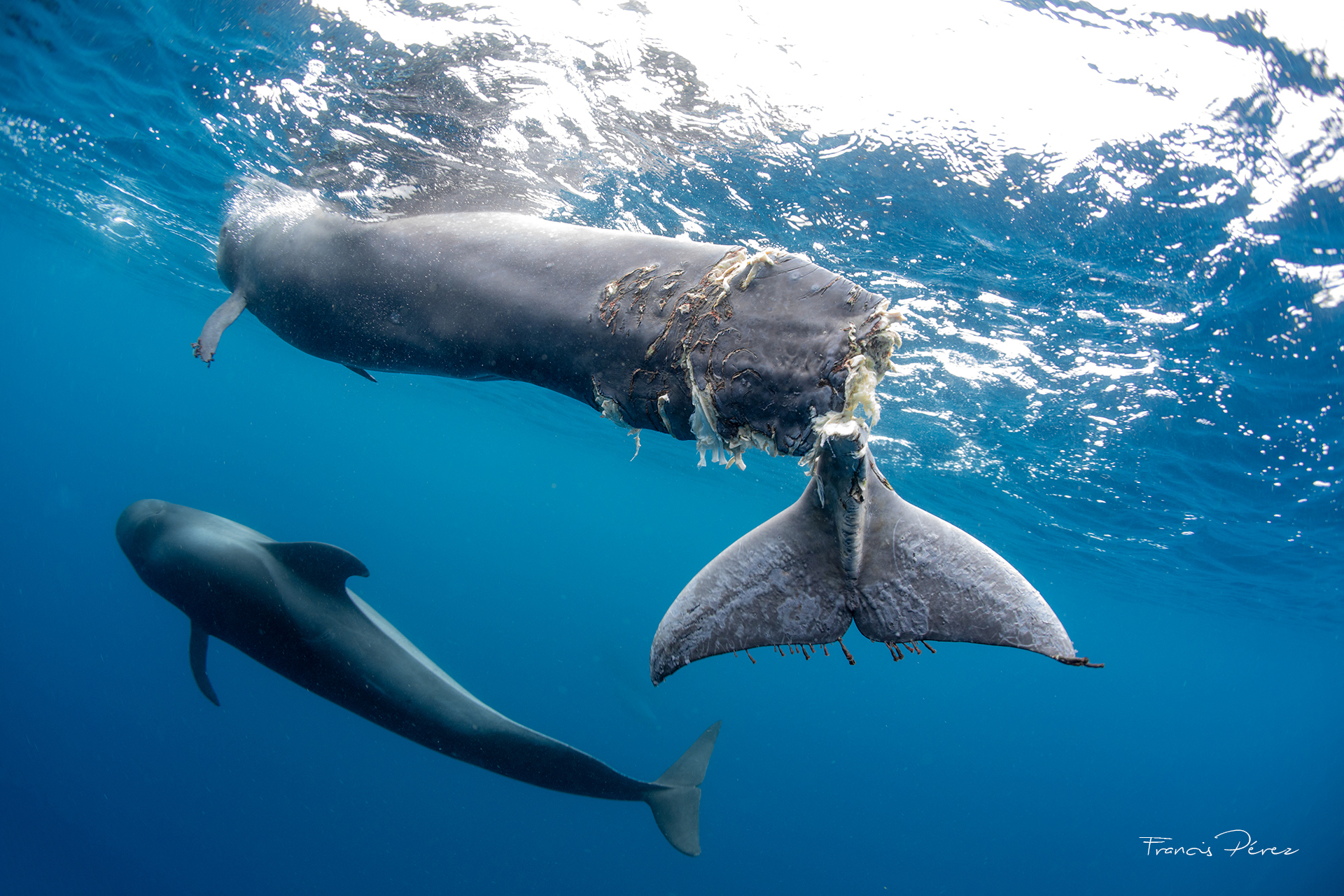Ms de 400.000 firmas contra el superpuerto en Tenerife y por la proteccin de las ballenas