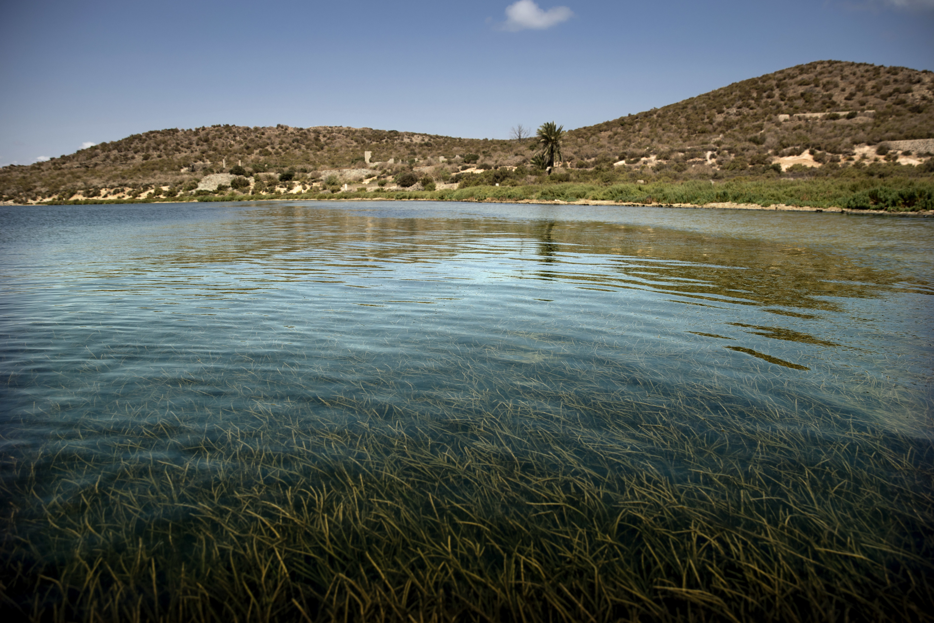 Mar de algas en la isla de Perdiguera.