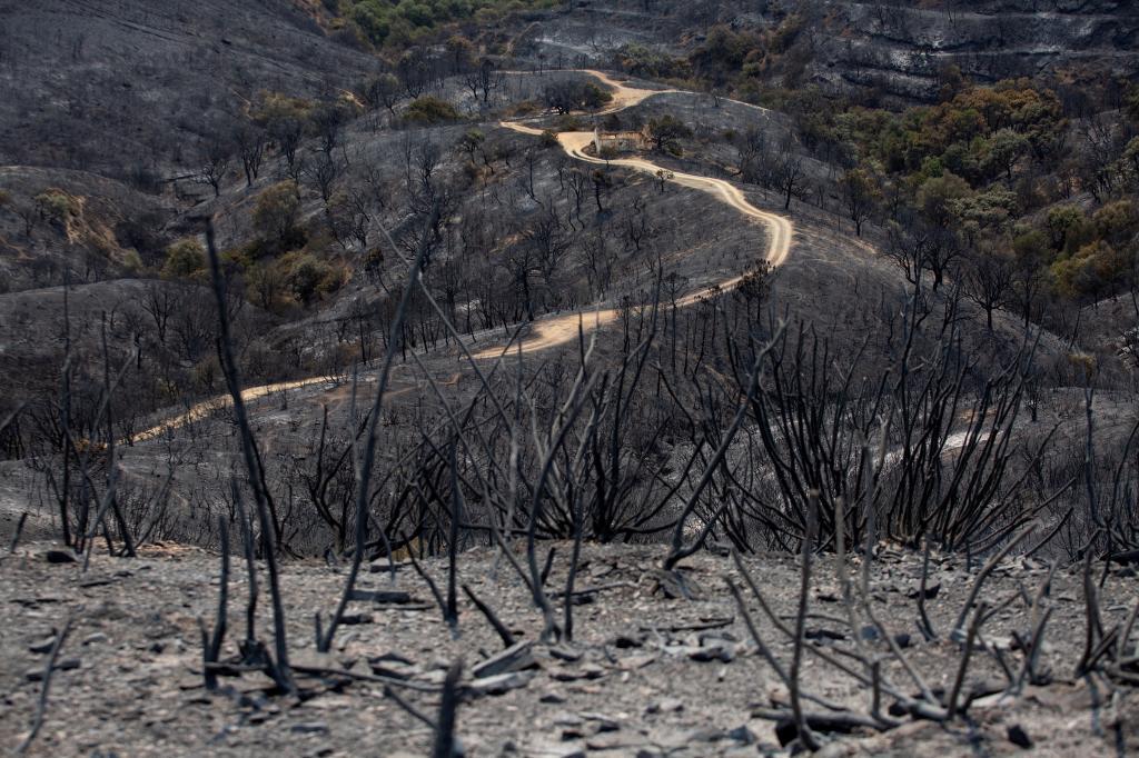 rea quemada tras el paso de las llamas en la Sierra Bermeja.