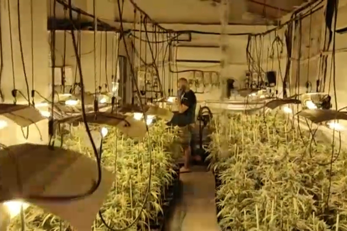 Imagen de una plantacin de marihuana intervenida en Mrida en el marco de la 'operacin Peces'.