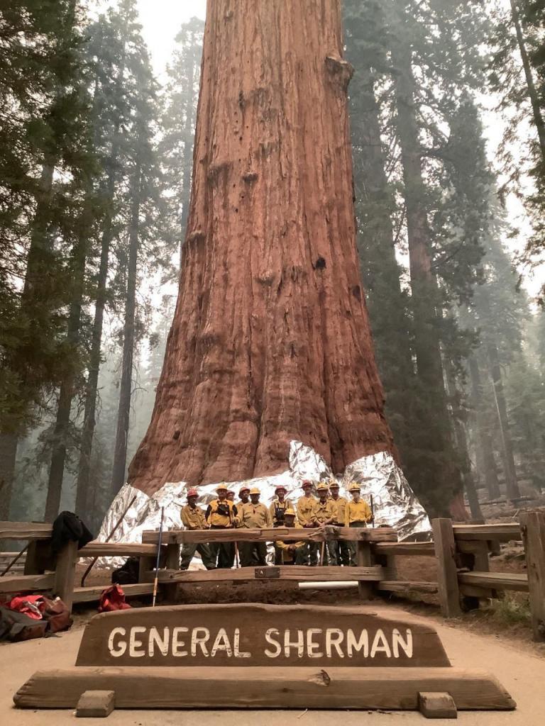 Las sequoias gigantes, bajo amenaza de las llamas en California |  Internacional