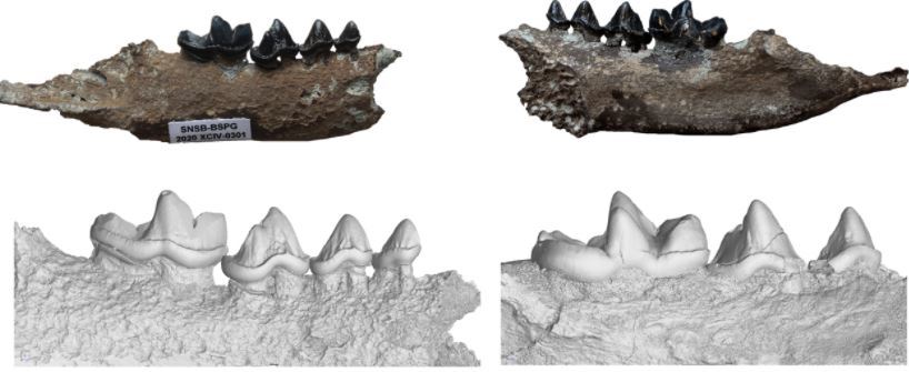 Mandbula de la nueva especie de nutria, Vishnuonyx neptuni, con una vista detallada en 3D del modelo obtenido del escaner micro-CT.