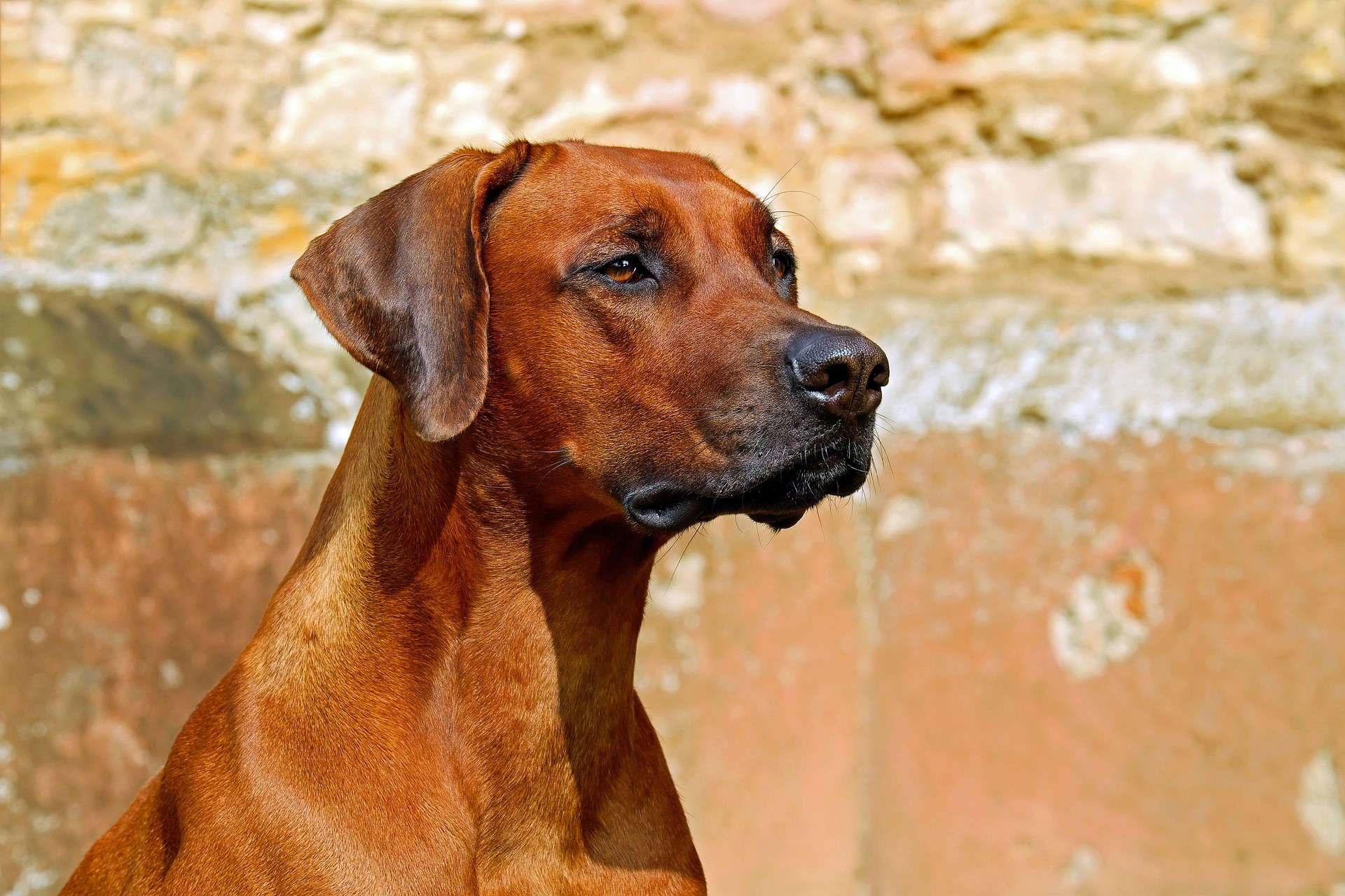 Imagen de archivo perro de caza.