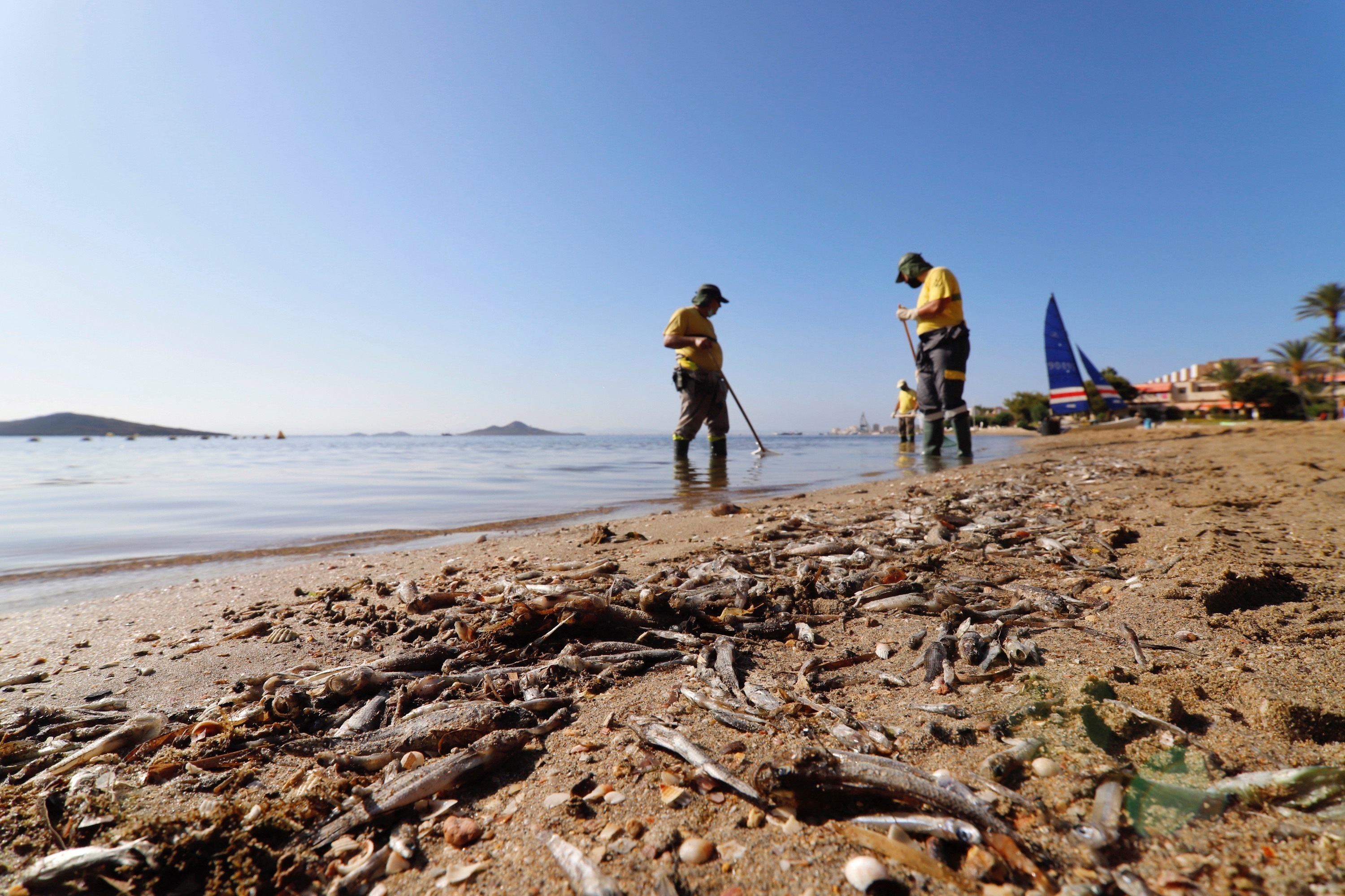 Imagen de la retirada de peces muertos en el Mar Menor.