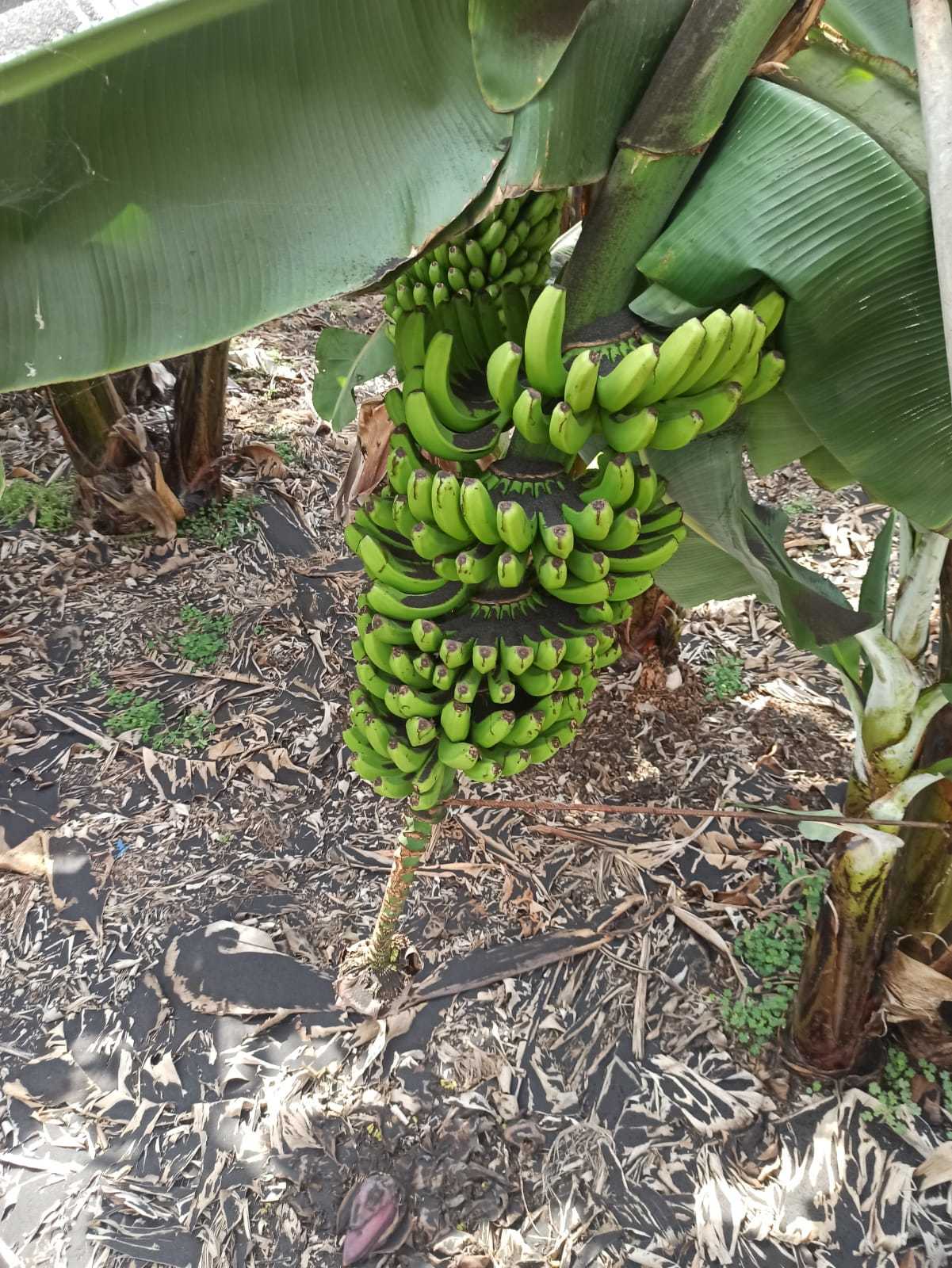 Racimo de plátanos lleno de ceniza en la finca del agricultor César Pérez, en La Palma