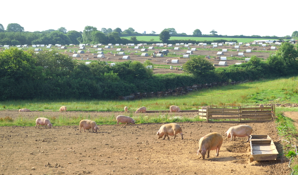 La falta de carniceros puede provocar el sacrificio de miles de cerdos en el Reino Unido