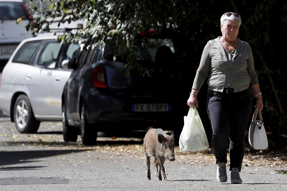 Una mujer pasa junto a un jabalí en las calles de Roma.