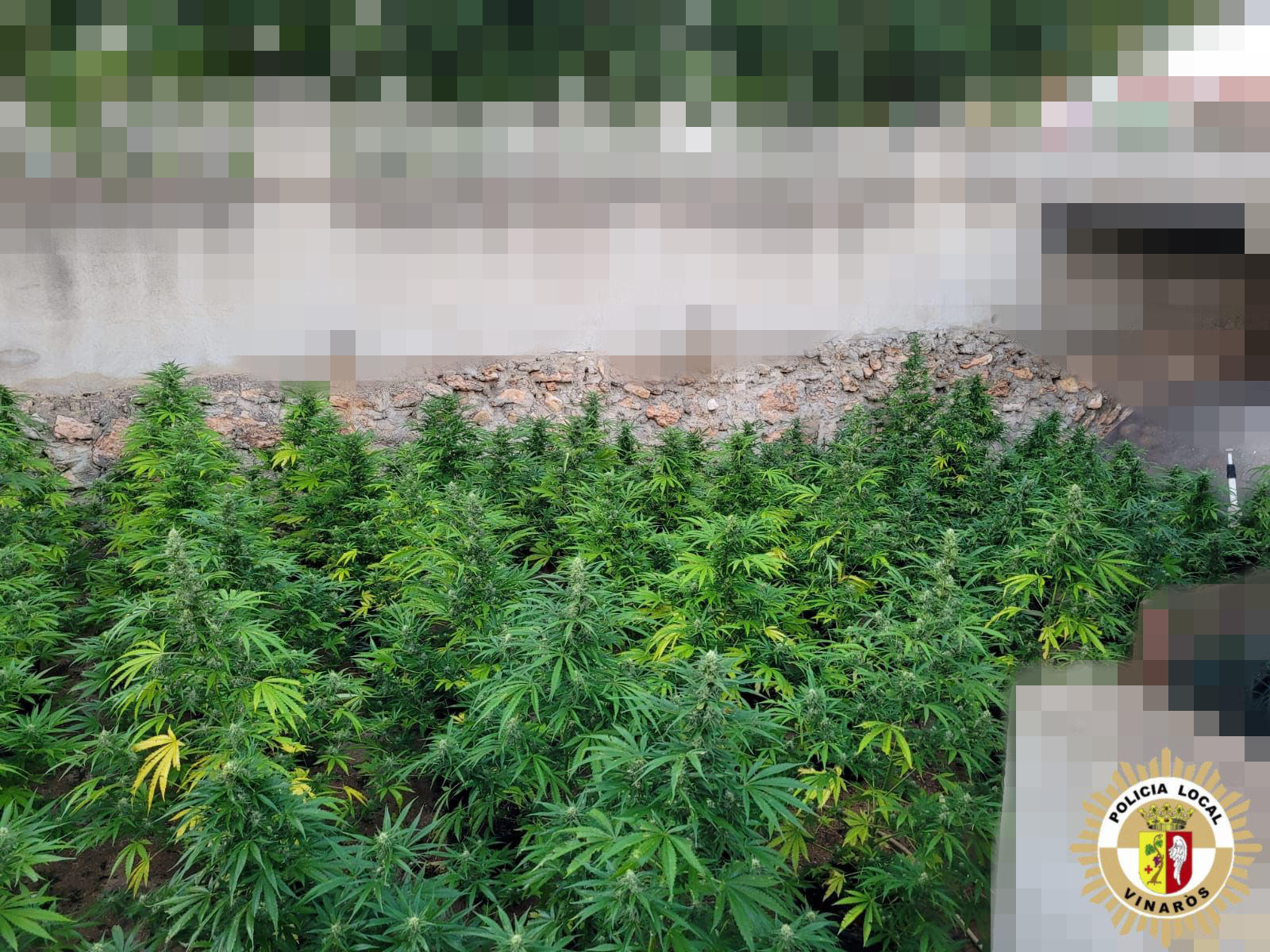 Se contabilizaron 105 plantas de marihuana en la finca de Vinars.