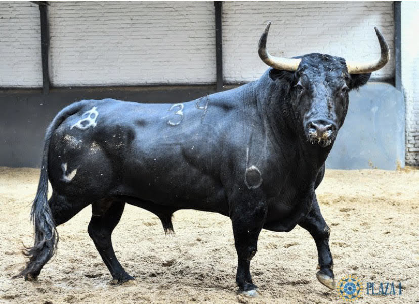 Insustituible Debe metal Aprobados los sustitutos de los toros 'viejos' de Jandilla y Victoriano del  Río que cumplieron los seis años | Toros