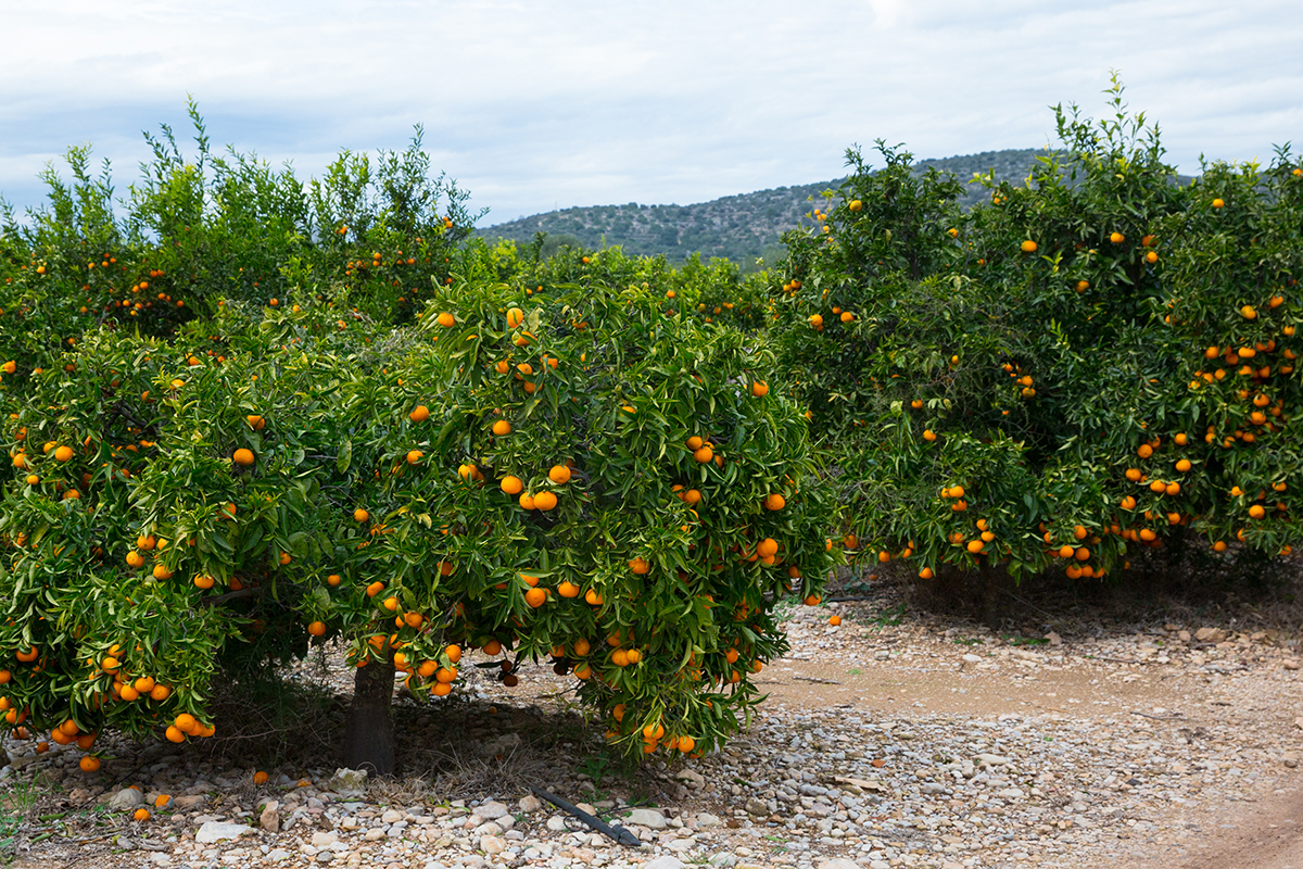 Un campo de mandarinas.