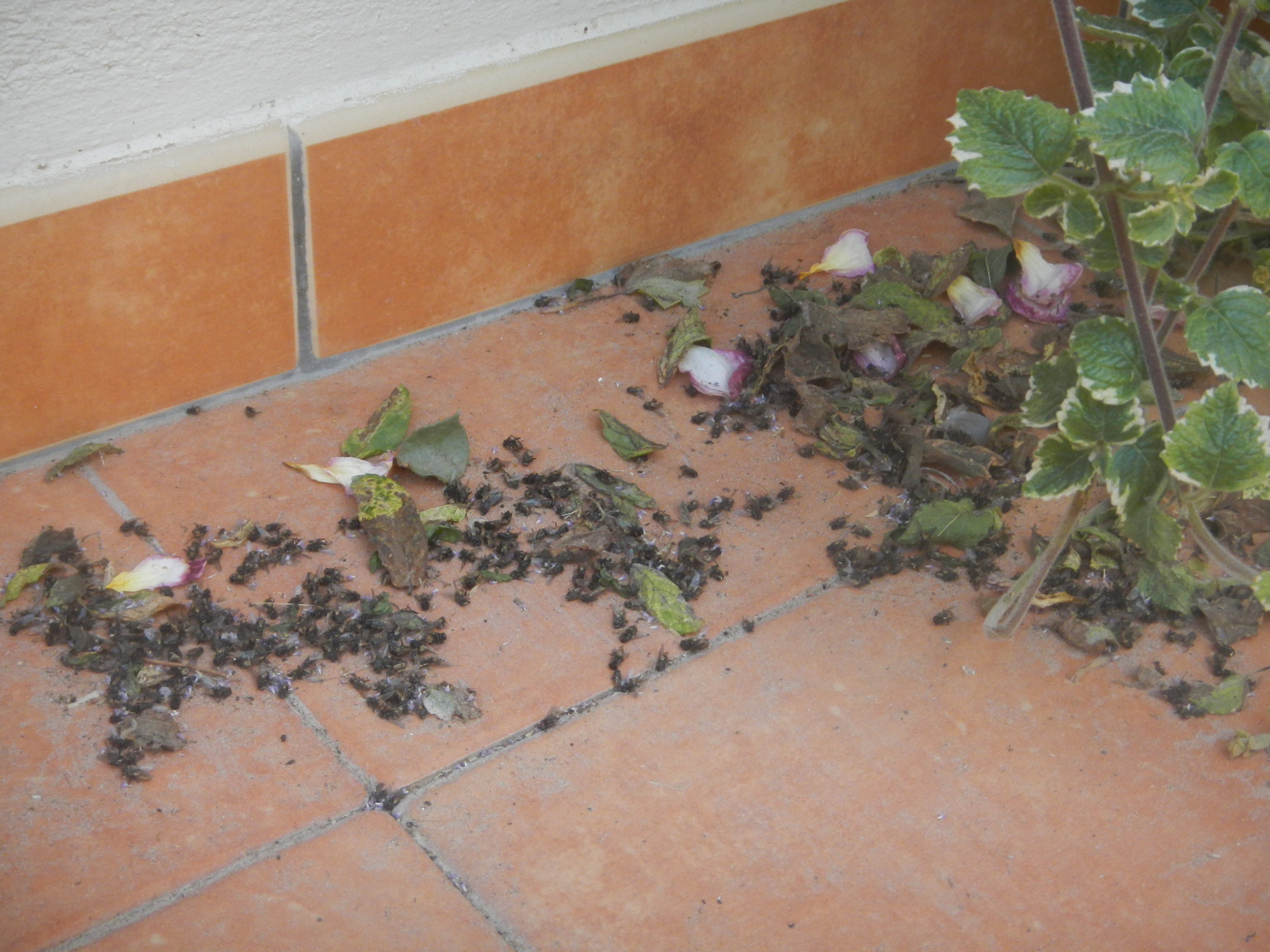 Moscas muertas en una de las casas de La Celia (Jumilla, Murcia)