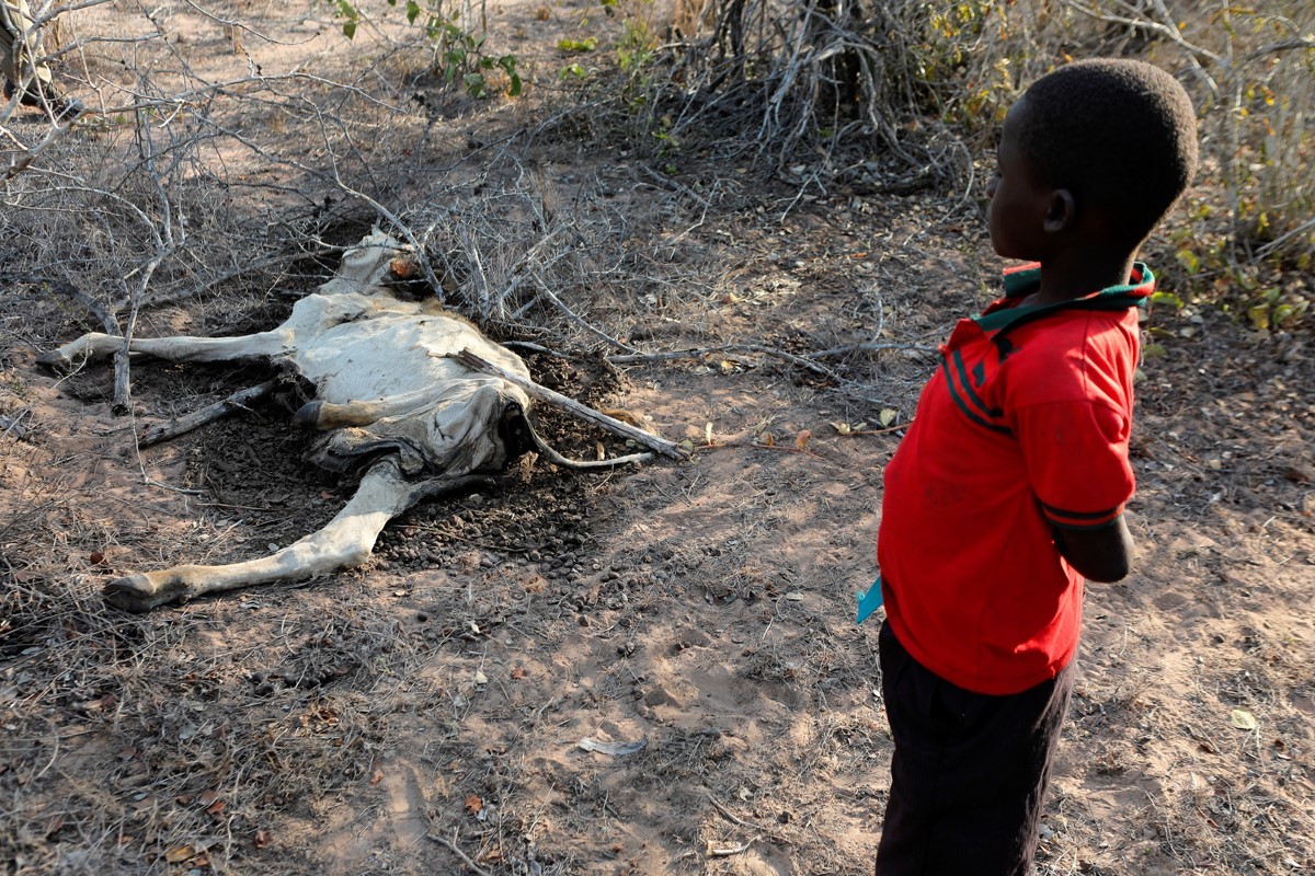 Un niño junto a un animal muerto en el pueblo de Milore (Kenia), en una región que sufre una sequía muy grave