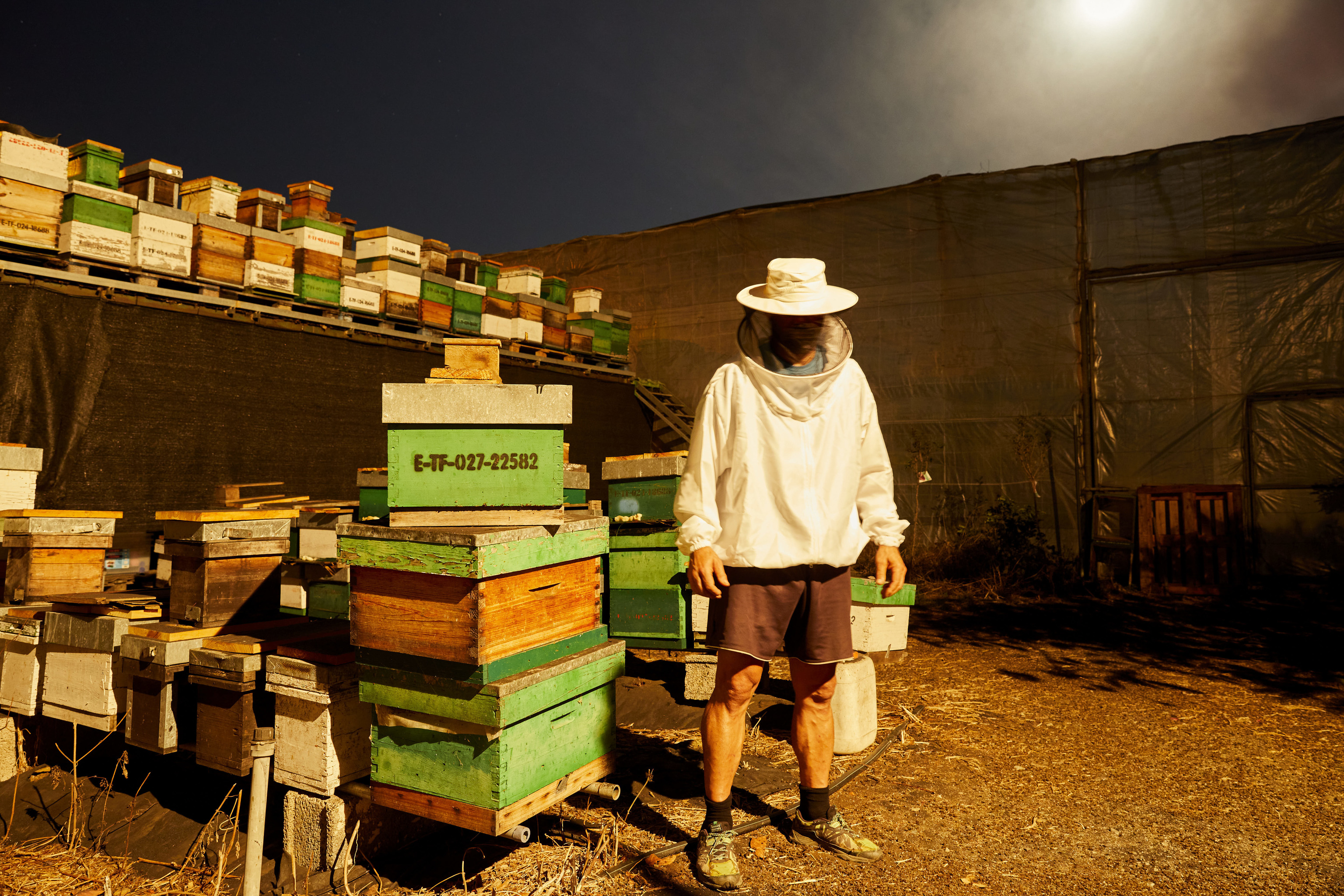 Las abejas de La Palma resisten al volcn: "Se construyen un bnker de propleo contra la ceniza"