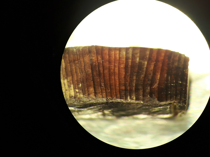 Detalle al microscopio de una muestra de madera analizada.