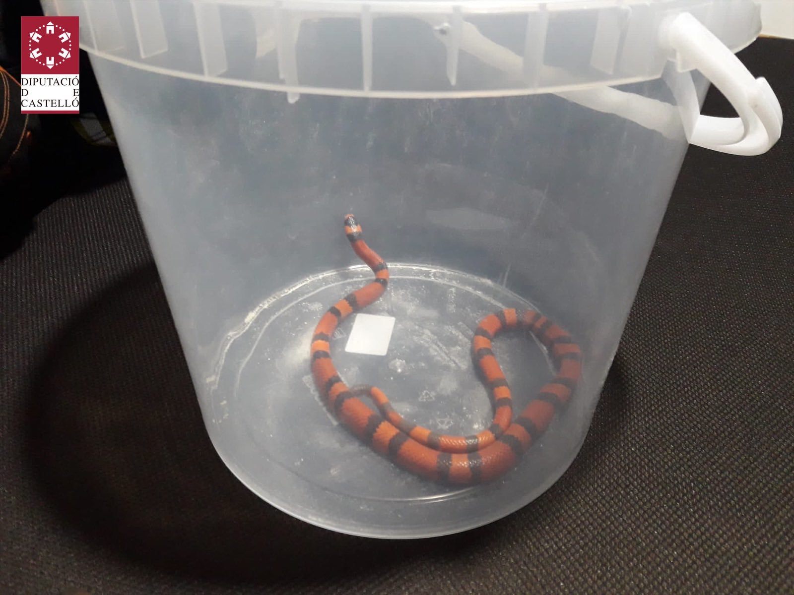 La serpiente capturada en una vivienda.