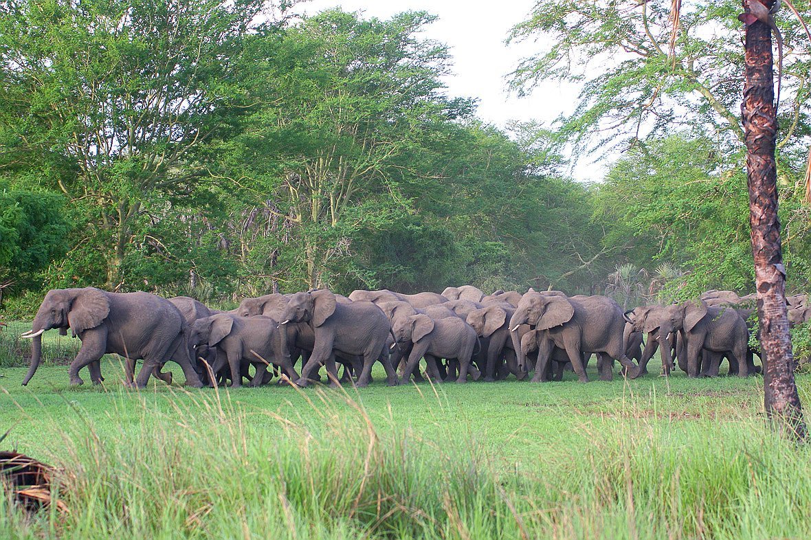 Manada de elefantes en el Parque Nacional de Gorongosa (Mozambique).