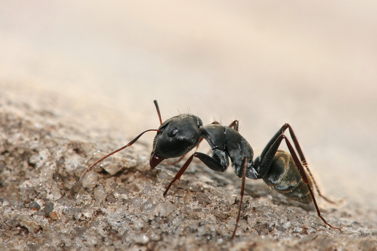 Hallan en las sociedades de hormigas pistas de cundo y por qu disminuy el tamao del cerebro humano hace 3.000 aos