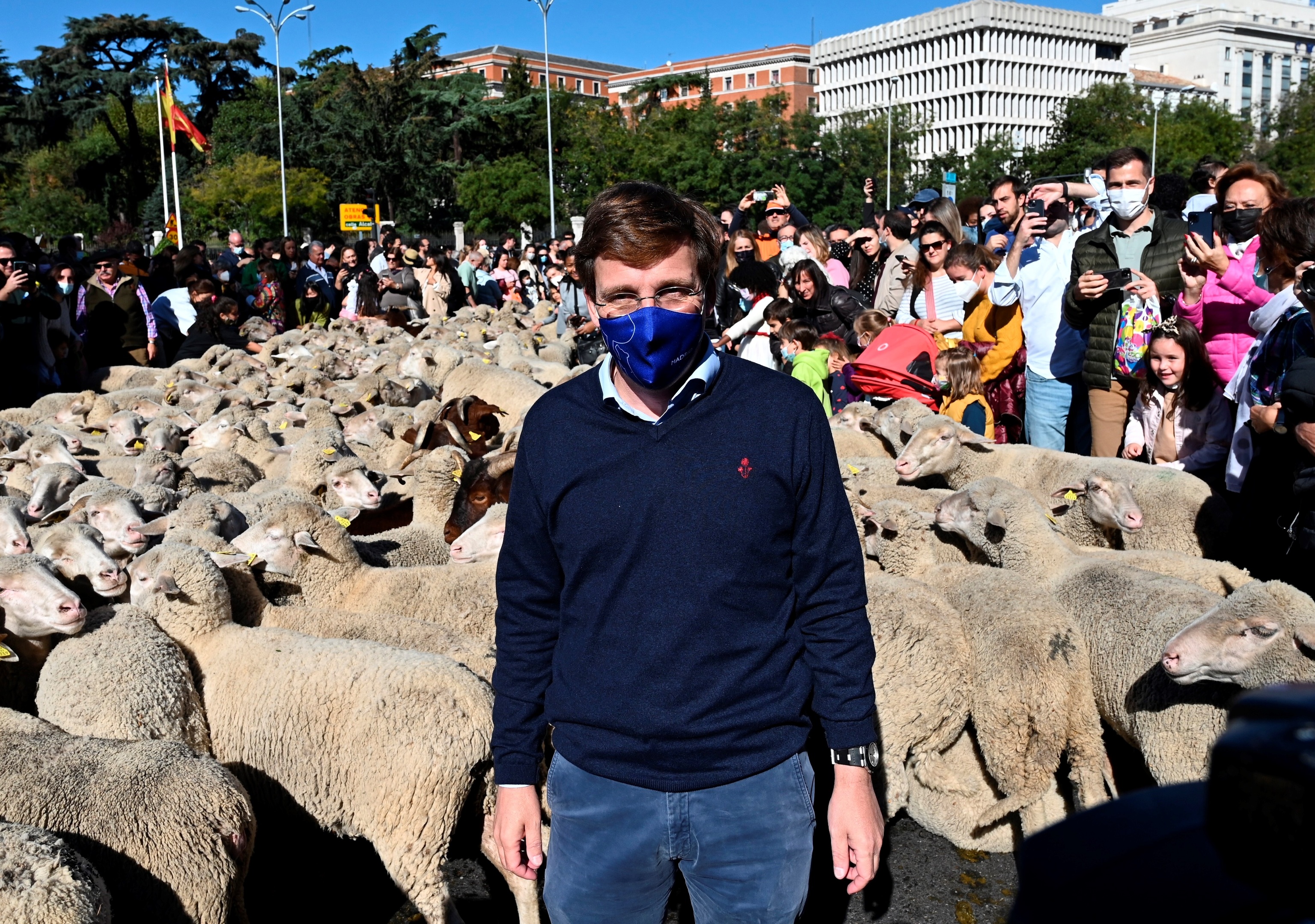 El alcalde de Madrid, Jos Luis Martnez-Almeida, ante un rebao de ovejas, en la calle Alcal..