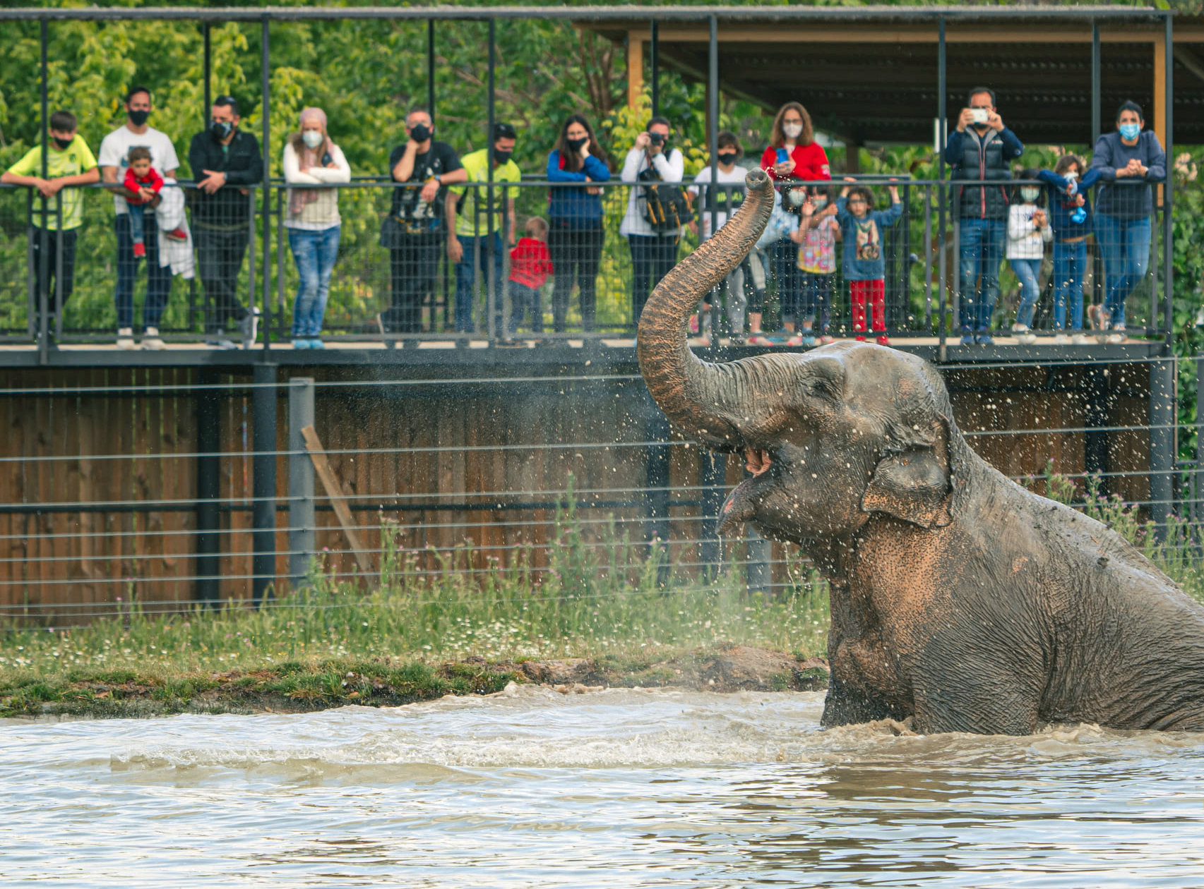 El público de Safari Madrid contempla a un elefante.
