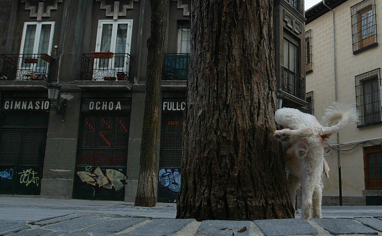 Un perro orina en una plaza de Madrid.