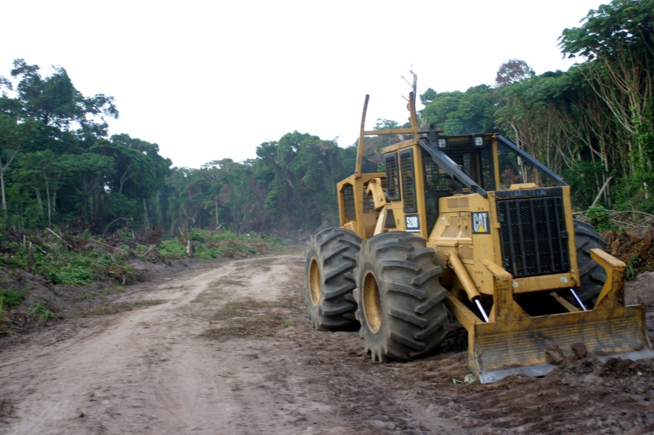Tala de árboles en la provincia de Équateur, en la República Democrática del Congo
