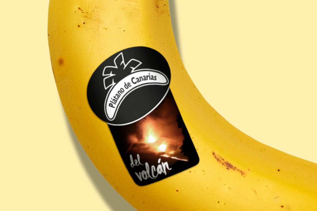 «Del volcán»: la etiqueta que identifica a los plátanos afectados por la erupción de La Palma